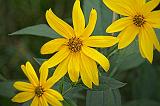 Yellow Wildflowers_14728